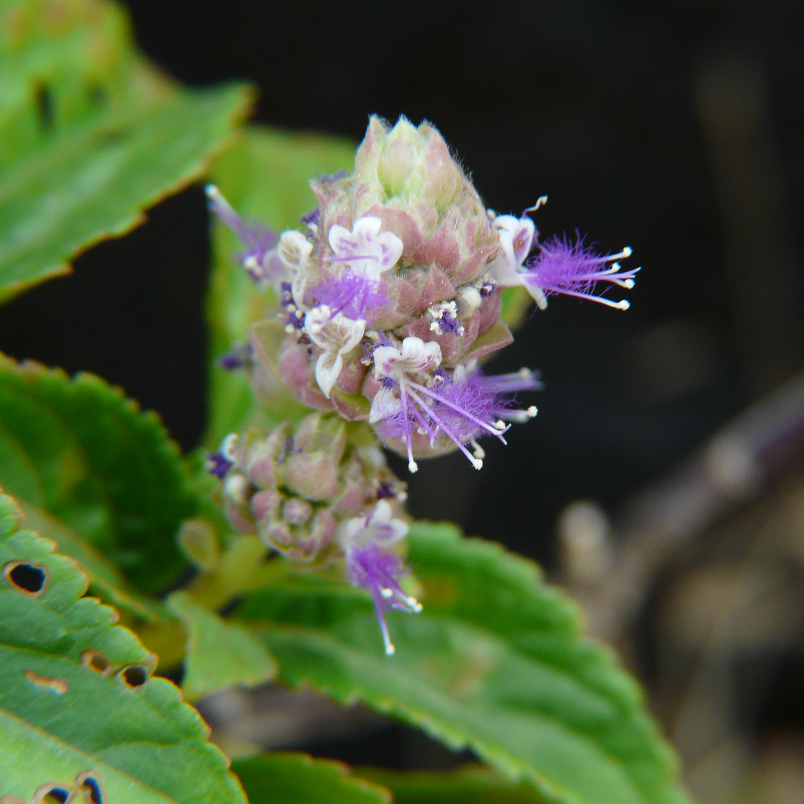 "Pogostemon benghalensis" von Dinesh Valke lizenziert unter CC BY 2.0 / Flickr